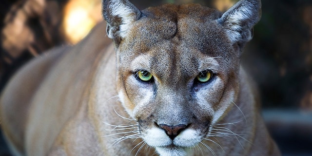 Cougar file photo.