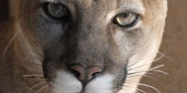 A 220-pound cougar could kill hundreds of deer in its lifetime, say the study's author.