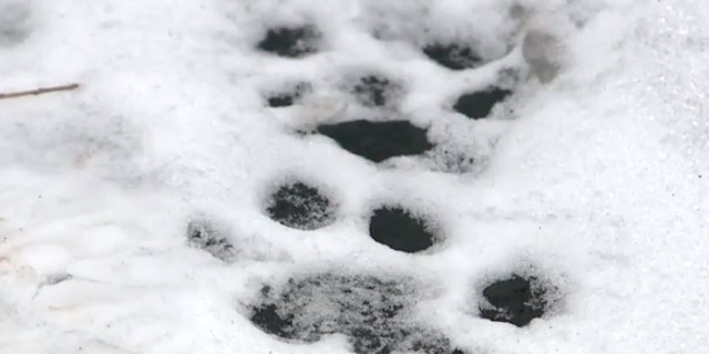 The paw prints from a cougar outside a home in Brookfield, Wisconsin.