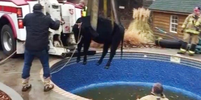 In this Sunday, Jan. 15, 2017, provided by the Oklahoma City Fire Department, firefighters hoist a cow out of a swimming pool outside a home in Oklahoma City.