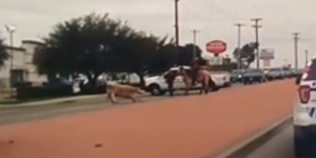 Screen shot of a dashcam video of the bovine who escaped.