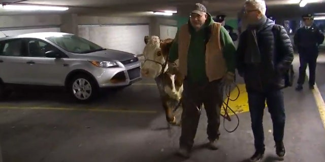 A cow from a living nativity scene at a church caused a commotion across some of the busiest parts of Philadelphia.