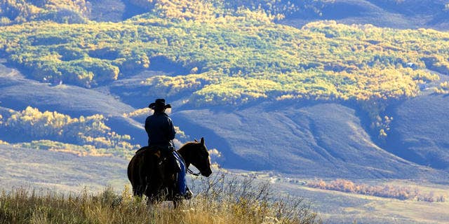 Wrangler Doug Washburn, of Crested Butte, Colo. overlooks aspen trees with their autumn colors, near Jacks Cabin in the Slate River Valley near Crested Butte, Colo. while gathering the Spann cattle from the U.S. National Forest lands, Friday, Oct. 5, 2007. (AP Photo/Nathan Bilow)