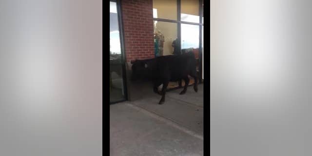 A shop at Merritt’s Creek Shopping Plaza in Barboursville, West Virginia, with one of the loose cattle in front of it on Saturday, May 6, 2017.