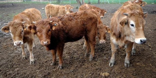 Creutzfeldt-Jakob disease is a rare and fatal neurodegenerative disease, known as the human form of bovine spongiform encephalopathy (BSE), or mad cow disease. (REUTERS/Felix Ordonez)