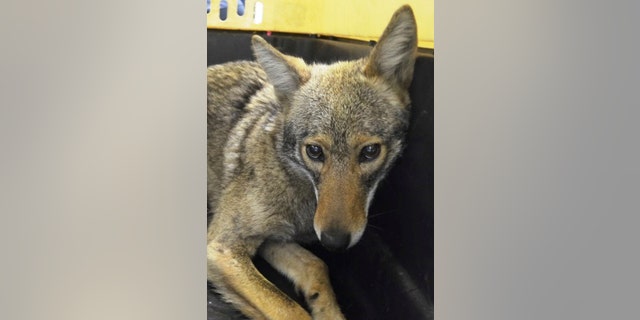 A coyote is shown after being captured by the New York City Police Department in New York April 25, 2015. The influx of coyotes into urban areas such as New York, Chicago and Los Angeles is a sign of their ability to adapt to environments where they are drawn to abundance of food including mice, squirrels, rabbits and, sometimes, pet cats, said Roland Kays, a zoologist at North Carolina State University who studies wildlife in urban areas. REUTERS/NYPD/Handout FOR EDITORIAL USE ONLY. NOT FOR SALE FOR MARKETING OR ADVERTISING CAMPAIGNS. THIS IMAGE HAS BEEN SUPPLIED BY A THIRD PARTY. IT IS DISTRIBUTED, EXACTLY AS RECEIVED BY REUTERS, AS A SERVICE TO CLIENTS - TM3EB4P12QE01