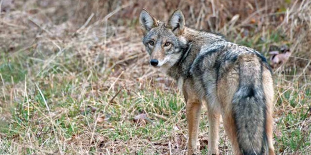 New York City suburb on edge over sightings of 'coywolf,' a wolf-coyote ...