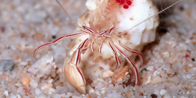 crab