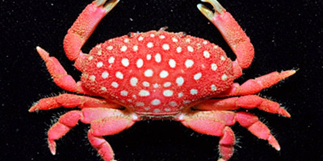 A new species of crab that looks like a strawberry has been discovered in Taiwan. (AFP)