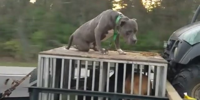 The dog seen on top of the crate.