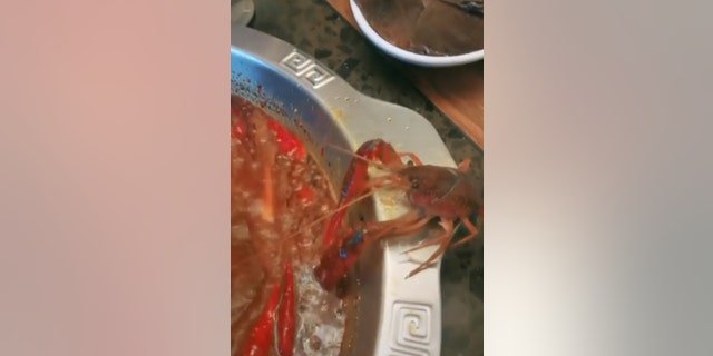 This crustacean REALLY didn't want to become somebody's dinner.