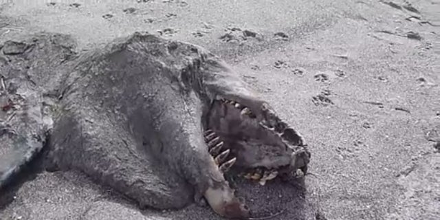 'Monster' carcass washes ashore in New Zealand | Fox News