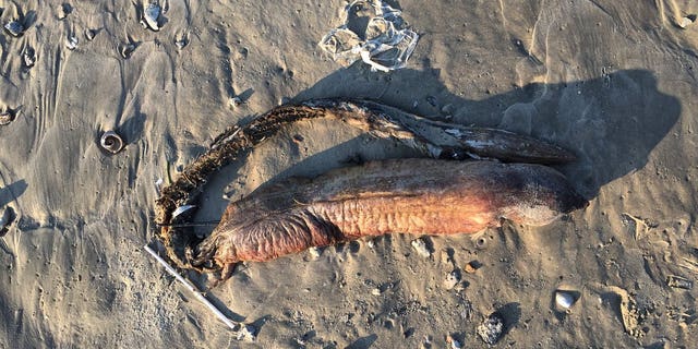 Image result for Gruesome, fanged 'demon fish' washes up on Texas beach, sparking mystery