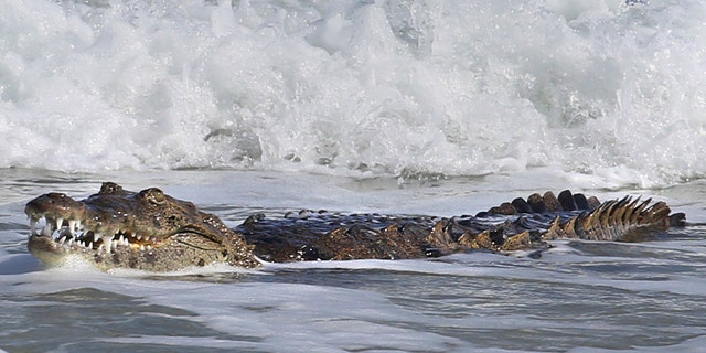 Florida Officials Wrangle 6 Foot Crocodile Who Washed Up Ashore Fox News
