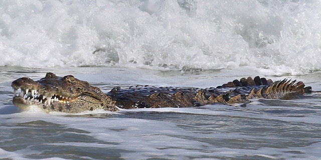 Nov. 20, 2017: A 6-foot crocodile rests along Hollywood Beach near the Dania Beach pier in Hollywood, Fla.