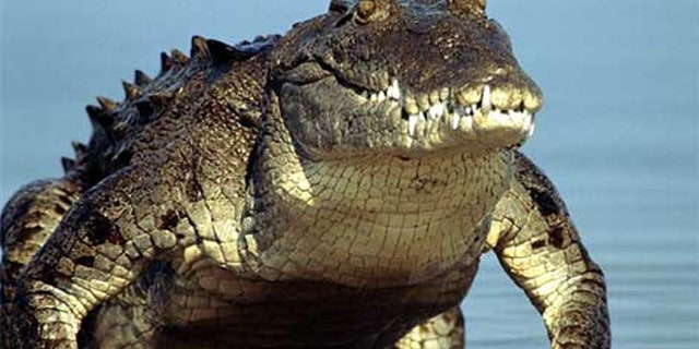 Florida will train you to hunt these critters.