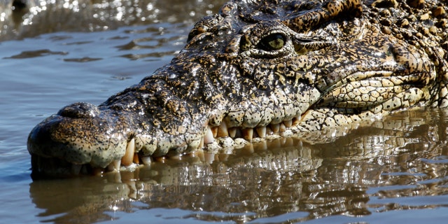 File photo - A crocodile swims at a breeding center at "La Boca" in the Zapata Swamp Biosphere Reserve Park south of the Matanzas province in central Cuba Sept. 17, 2009. (REUTERS/Desmond Boylan)
