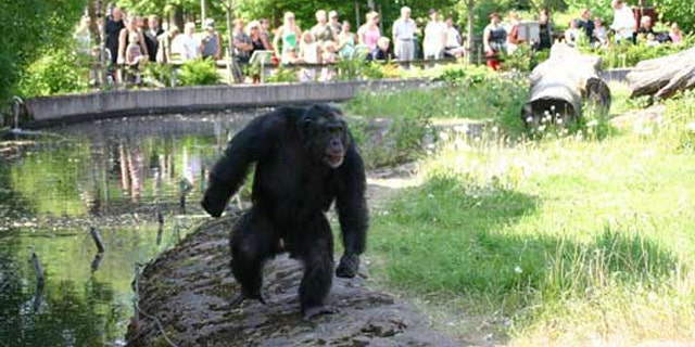 Santino," a male chimpanzee at Furuvik Zoo in Sweden, is devising increasingly complex attacks against zoo visitors. Here, he postures, looking tough, in front of zoo visitors.