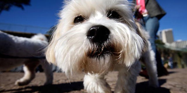 SYDNEY, AUSTRALIA - JUNE 05: A Maltese Terrier attends the "Music for Dogs" concert for canines as part of the Vivid LIVE festival at the Sydney Opera House forecourt on June 5, 2010 in Sydney, Australia. The concert featured a 20-minute piece composed by festival co-curator Anderson for the hearing range of dogs with the bulk of the performance inaudible to humans. (Photo by Brendon Thorne/Getty Images)
