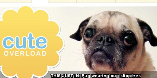 A screenshot of the Cute Overload website, which features a continuous stream of adorable animals.
