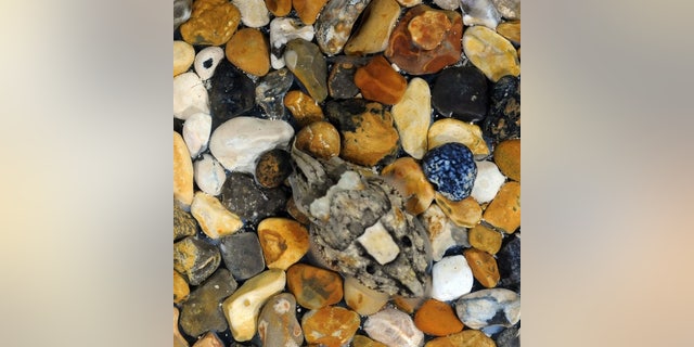 A "disruptive" camouflage pattern used by cuttlefish to blend into "chunky" backgrounds.