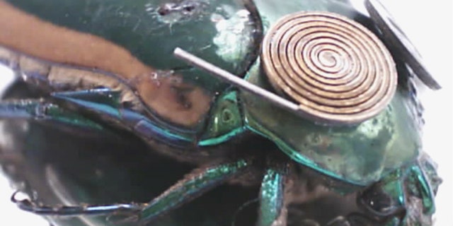 Several defense tech suppliers are busy turning bees and bugs into cyborgs, or micro UAVs -- tiny, living version of unmanned drones.
