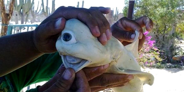 A fetal shark cut from the belly of a pregnant shark caught in the Gulf of California. The shark, which would likely not have survived outside the womb, had only one eye.