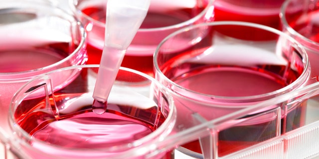 Growing stem cells in the laboratory