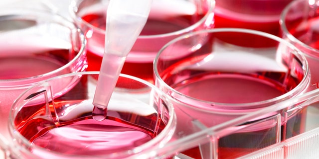 Growing stem cells in the laboratory