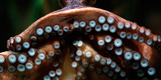 Researchers have serious reservations about a recent study that suggested octopus may have come to Earth from another planet. (REUTERS/Jon Nazca)