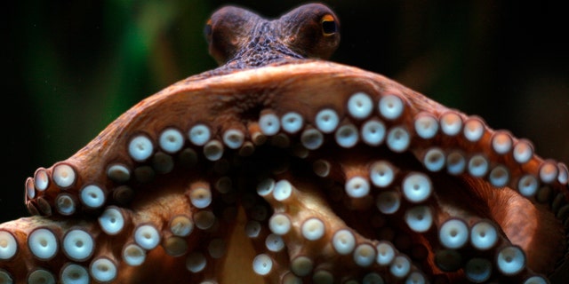 Researchers have serious reservations about a recent study that suggested octopus may have come to Earth from another planet. (REUTERS/Jon Nazca)