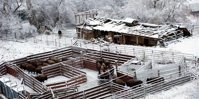 March 19, 2012 : This shows bison entering a holding pen at the Rigler Quarantine Facility near Gardiner, Mont.