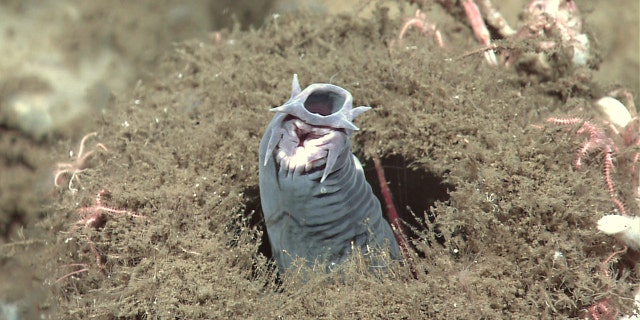 A hagfish protruding from a sponge. (Credit: NOAA Okeanos Explorer Program)