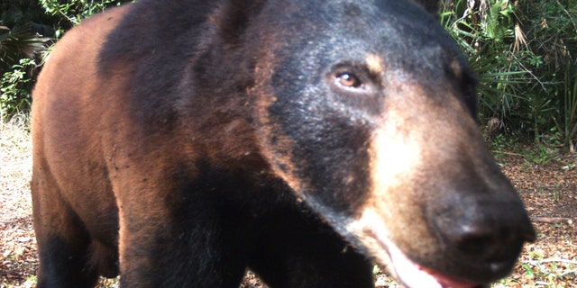This 2017 photo from a U.S. Fish and Wildlife Service motion-activated camera shows a black bear at the Florida Panther National Wildlife Refuge. Motion-detecting wildlife cameras are yielding serious science as well as amusing photos. From ocelots in the desert to snow-loving lynx high in the Northern Rockies, remote cameras are exposing elusive creatures like never before. (U.S. Fish and Wildlife Service via AP)
