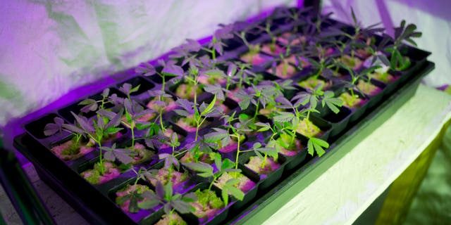 In this March 12, 2015 photo, marijuana grows in a hydroponics garden inside an apartment in Mexico City. High-potency boutique pot is a small but growing market in Mexico, a country where marijuana is largely illegal, unlike the U.S. states of Colorado and Washington that have legalized recreational use, and others where medicinal pot is available. (AP Photo/Eduardo Verdugo)