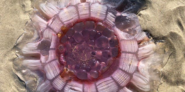 A New Zealand family stumbled upon a giant jellyfish while on a beach about 55 miles north of Auckland.