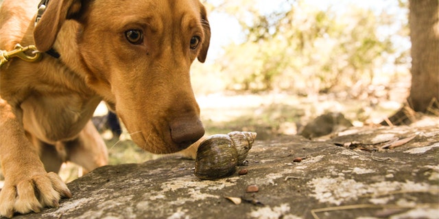 In this Oct. 25, 2014 photo, courtesy of Rebecca Ross, Darwin the Labrador retriever sniffs at a snail in while being trained in Texas. (Rebecca Ross/Dogs for Conservation via AP)