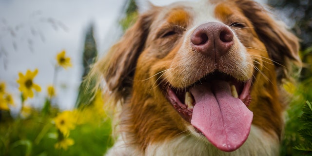 "Doggos" could be the new name for man's best friend.