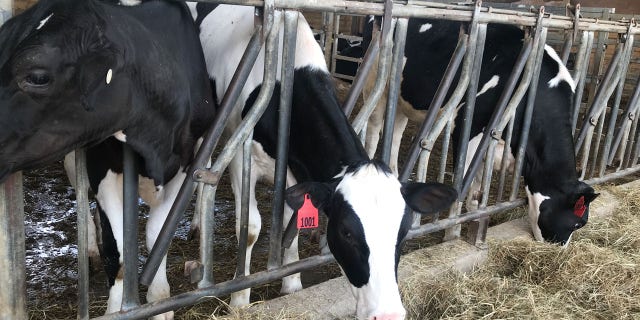 Cows on Delaware Valley University farm