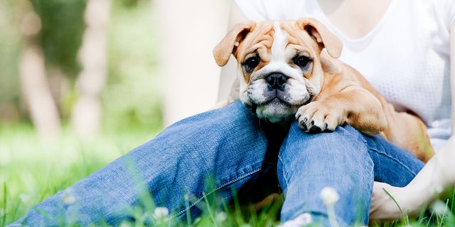 Young woman with her dog, focus on the dog face