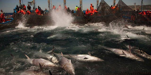 FILE - In this April 27, 2011 file photo, Atlantic bluefin tuna are corralled by fishing nets during the opening of the season for tuna fishing off the coast of Barbate, Cadiz province, southern Spain. Documents revealed on Friday, Feb. 27, 2015, show that Turkey is planning to catch up to 73 percent more Bluefin tuna than under an internationally agreed plan to limit the Atlantic Tuna catch. During an intense meeting of the International Commission for the Conservation of Atlantic Tunas, the European Union, Japan and others nations were angry at Turkey for announcing its unilateral intention to increase their own quotas. (AP Photo/Emilio Morenatti, File)