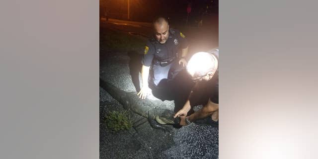 An officer happened upon a three-legged alligator over the weekend in Florida, police say.