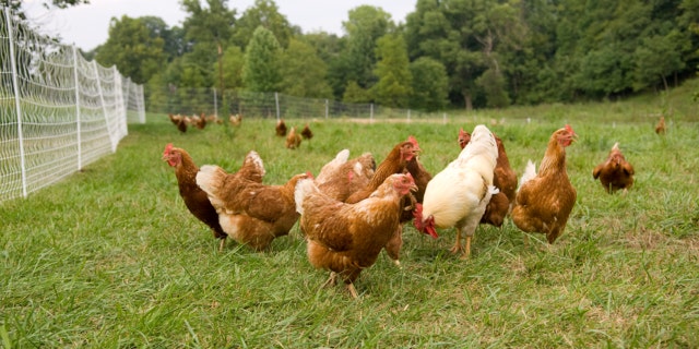 A group of pasture raised chickens on a farm in Illinois