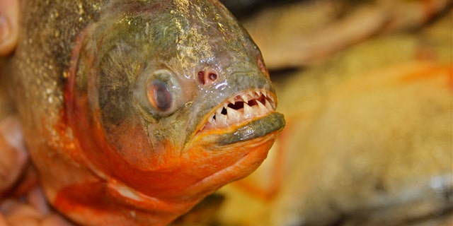 Piranhas are among the most deadly creatures in the water, with razor-sharp teeth capable of slicing flesh easily. (Photo: Andrew O’Reilly/Fox News)