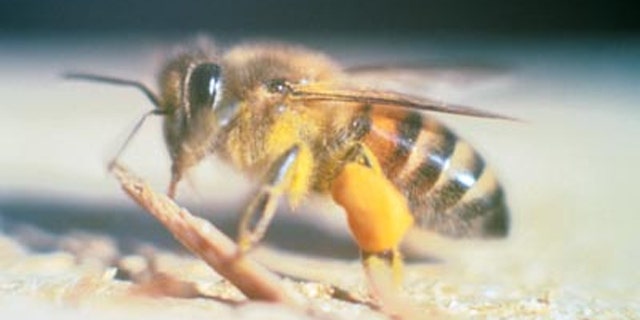 Africanized honey bees have invaded Central California.