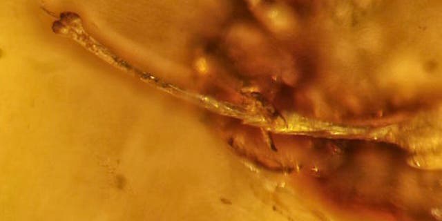 A close look at the erect harvestman penis found trapped in amber in Myanmar.