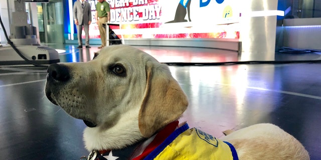 Service dogs trained by Canine Companions for Independence are making a difference in the lives of returning war veterans with PTSD. They are trained in nightmare interruption, turning on lights in a room and other things.