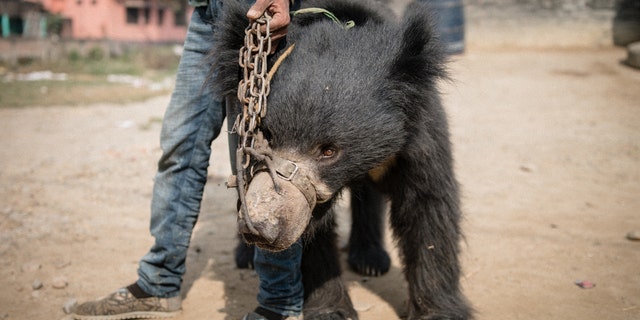 One of the dancing bears rescued in Nepal (World Animal Protection)