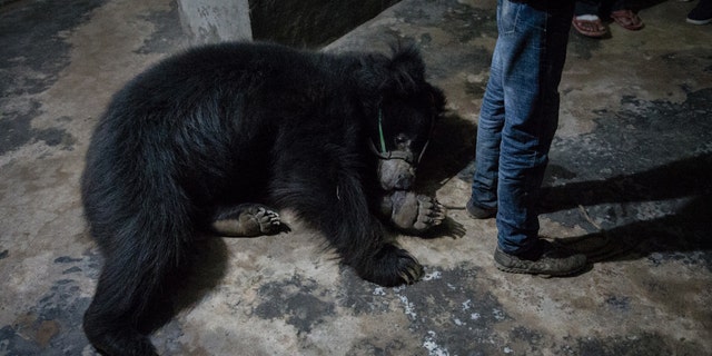 Last of Nepal's dancing bears rescued by animal welfare group | Fox News Last of Nepal's dancing bears rescued by animal welfare group | Fox News