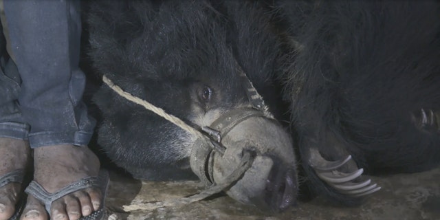 One of the dancing bears rescued in Nepal (World Animal Protection)